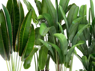 Banana plants in a rusty flowerpot for the interior 994 3D model