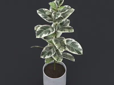 Rubber Plant II 3D model