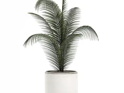 Decorative palm in a white flowerpot 524 3D model