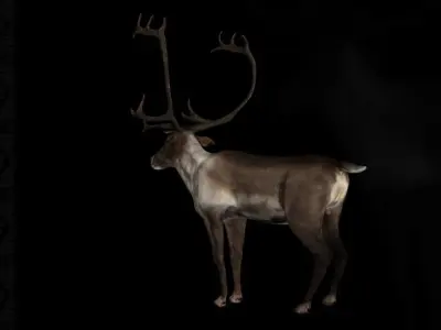 Deer Caribou Low-poly 3D model