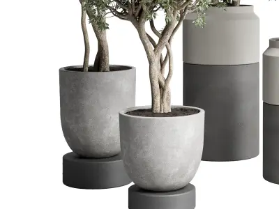 Collection Indoor plant 189 concrete dirt vase pot Tree 3D model