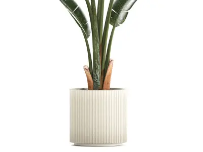 Beautiful Strelitzia and Ravenala plant in a flower pot 1325 3D model