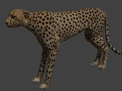 Cheetah running Low-poly 3D model