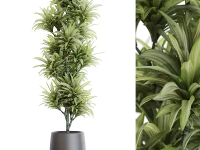 Plants collection vol 51