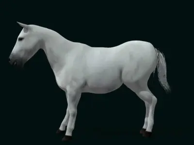 Mule Domestic Equine 3D model