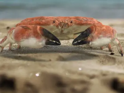 Crab Edible Brown Rigged 8K PBR Textures Low-poly 3D model