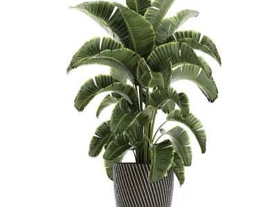 Ornamental plants in a rattan basket 779 3D model