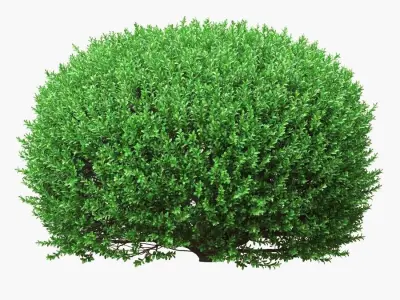 Rounded boxwood shurbs 91 - 106cm high 3D model
