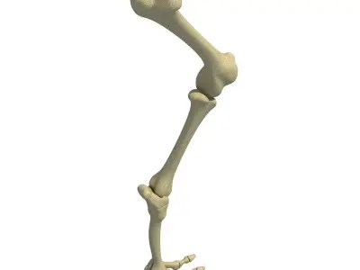 Mammal Animal Leg Femur  3D model