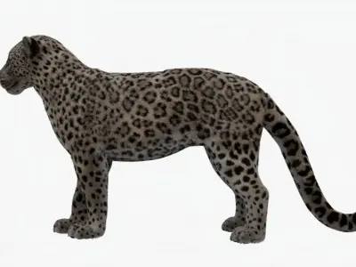 MAYA XGEN FUR Leopard  Low-poly 3D model