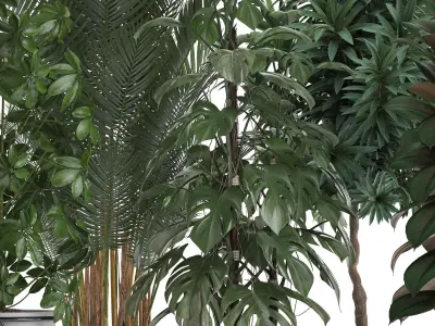 Collection of ornamental plants 3D model