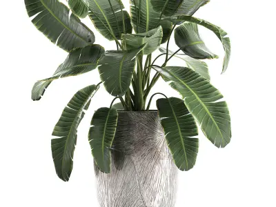 Banana palm in a luxury flowerpot 794 3D model