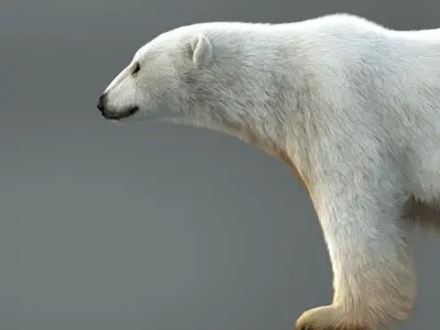 Polar Bear RIG XGEN CORE 3D model