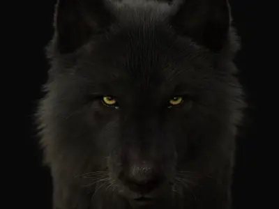 Black Wolf RIGGED XGEN igs 3D model
