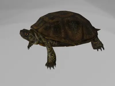 European pond turtle Low-poly 3D model