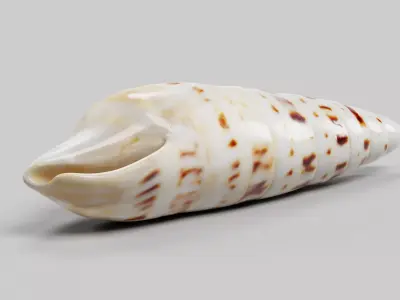 -Seashell V3- 3D model