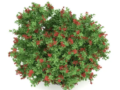 Pidgeon Berry Shrub Rivina humilis 3D model