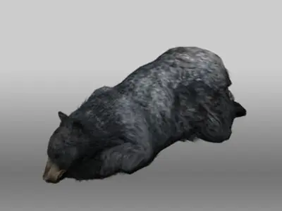 Black Bear Low-poly 3D model