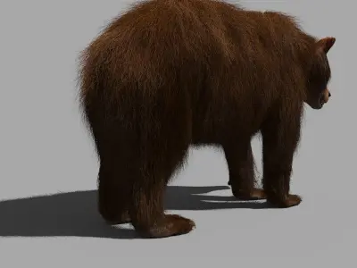 3D animated Wild Bear Pack 3D model