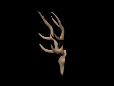 Antler deer skull 3D model