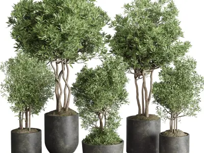 Indoor plant set 354 plant tree vase dirty concrete Low-poly 3D model