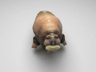 Walrus 3D model