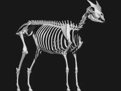 Goat skeleton 3D model