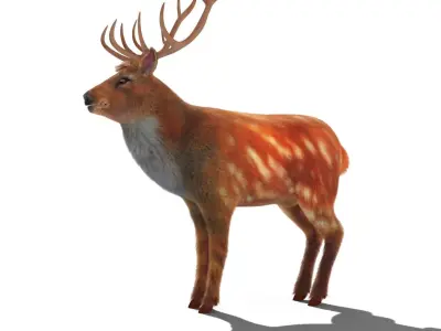 Fur Red Deer Stag NO RIG Low-poly 3D model