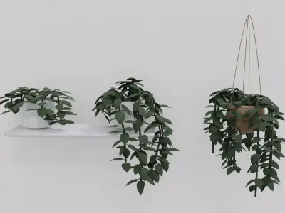 Pothos plants 3D model