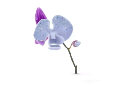 Vibrant Orchid model pack Low-poly 3D model