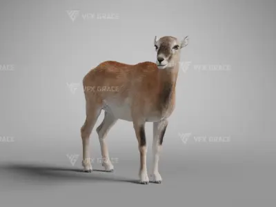 European Mouflon Female Animation - VFX Grace 3D model