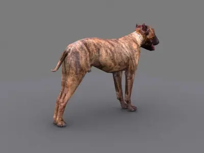 pitbull dog Low-poly 3D model
