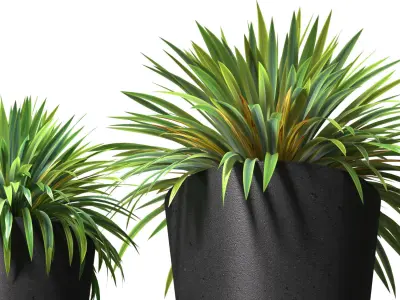 Decorative Yucca plant in modern pot Entrance Front Patio Porch  3D model