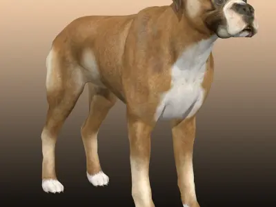 Boxer Dog  3D model