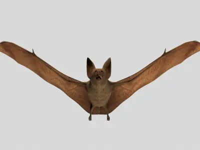 Vampire Bat Low-poly 3D model