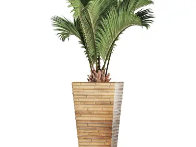 Plants Collection 179 Palm 3D model