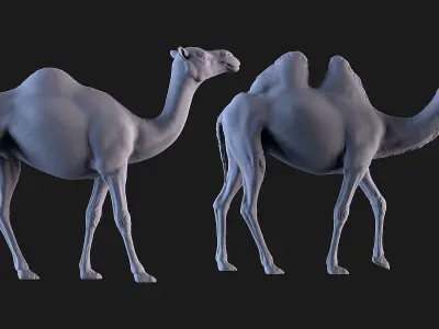 Camels  3D print model