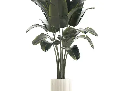Beautiful Banana palm tree in a flower pot for decoration 1266 3D model