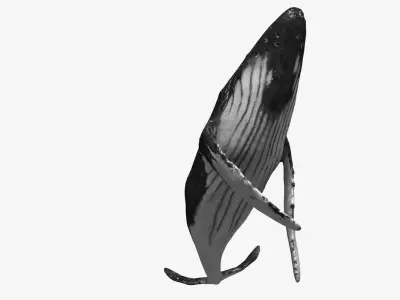 Humpback whale Low-poly 3D model