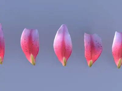 Lily Petals in 5 Colors Low-poly 3D model