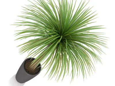 Palm Tree in Round Pot 3 3D model