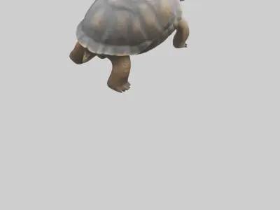 Galapagos Giant Tortoise walking model 3D model