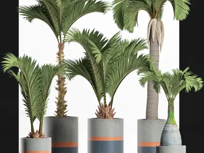 Plants Collection 196 Palms 3D model