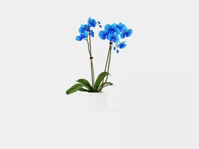 Phalaenopsis hybrid Royal Blue Low-poly 3D model