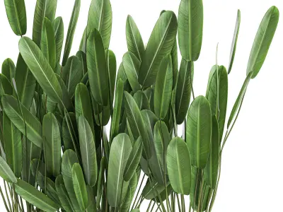 Strelitzia in a pot for the interior 757 3D model