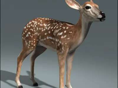 Fawn ANIMATED 3D model