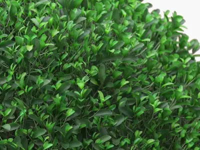 Potted Topiary Buxus 02 3D model