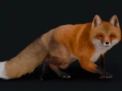 Red Fox 3D model