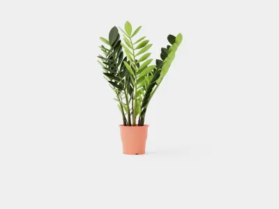 Zamioculcas zamiifolia Low-poly 3D model