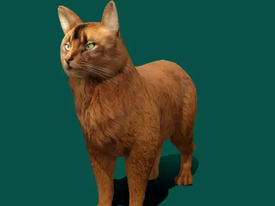 Somali Cat Animal Low-poly 3D model